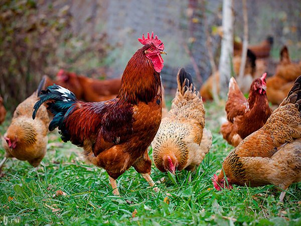 Породы куриц | ЗооТом - продажа, вязка и услуги для животных в Муравленко
