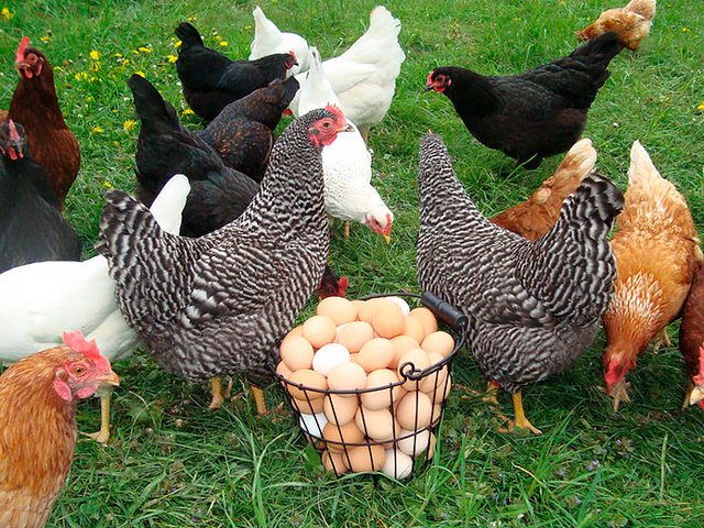 Содержание кур и уход за ними | ЗооТом - продажа, вязка и услуги для животных в Муравленко