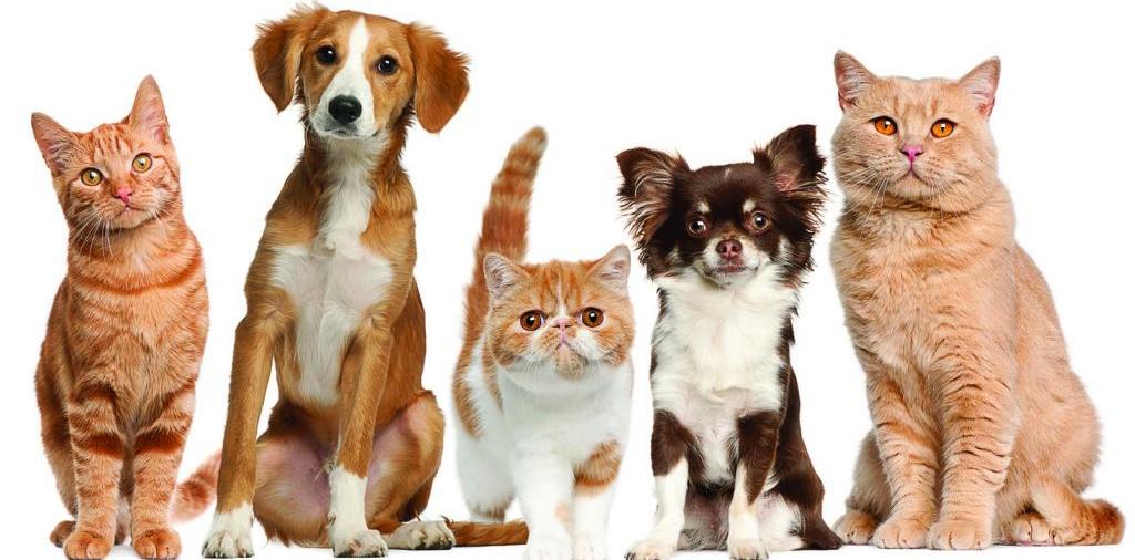 Доска объявлений о животных | ЗооТом - продажа, вязка и услуги для животных в Муравленко