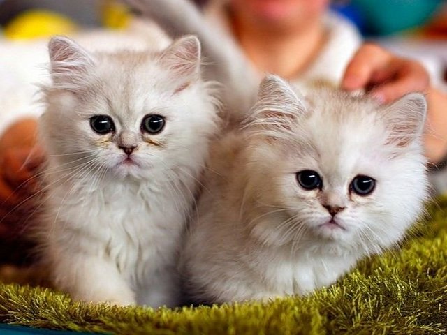 Породы кошек в Муравленко | ЗооТом портал о животных