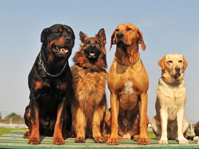 Крупные породы собак в Муравленко | ЗооТом портал о животных
