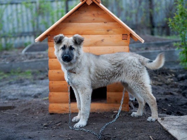 Все о собаках в Муравленко